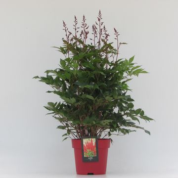 Astilbe 'Montgomery'