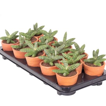 Sansevieria 'Inti Mini No.5'