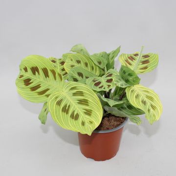 Maranta 'Light Veins'