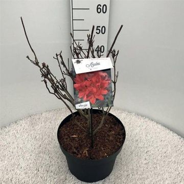 Rhododendron 'Satan' (AK)