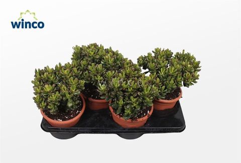 Crassula ovata 'Convoluta'