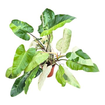 Philodendron 'Jose Buono'