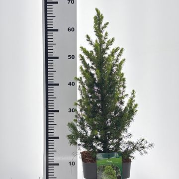 Picea glauca 'Rainbow's End'