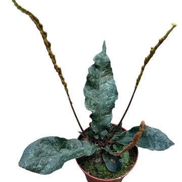 Tectaria hilocarpa