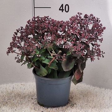 Sedum spectabile