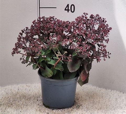 Sedum spectabile