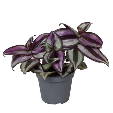 Tradescantia zebrina 'Pink Joy'