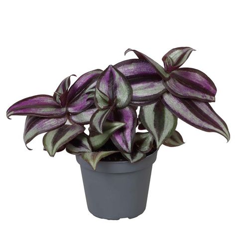 Tradescantia zebrina 'Pink Joy'