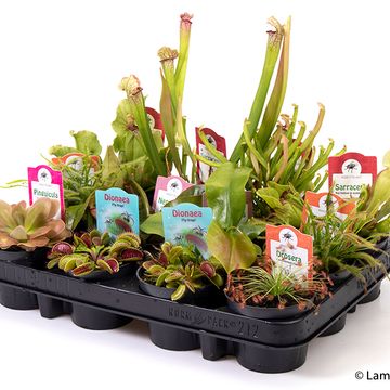 Plantes carnivores MIX