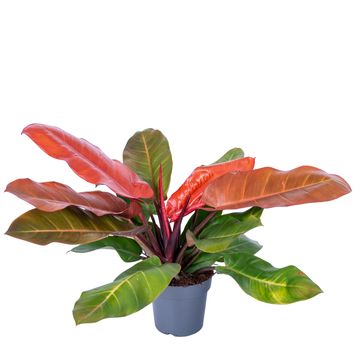 Philodendron 'Prince of Orange'
