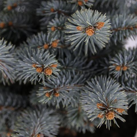 Picea pungens 'Глаука Глобоза'