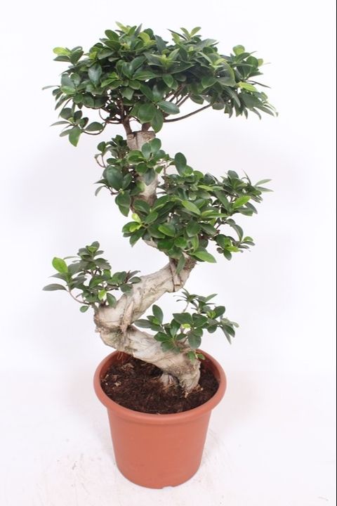 Ficus microcarpa 'Ginseng'