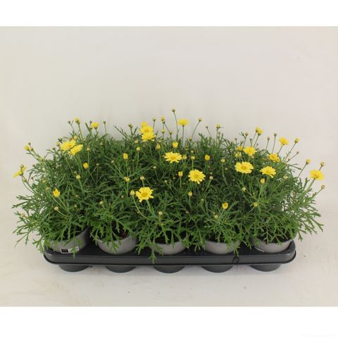 Argyranthemum frutescens MADEIRA CRESTED YELLOW