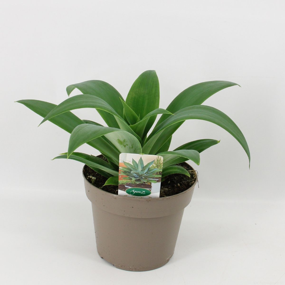Agave attenuata  Pflanzengrohandel FlorAccess