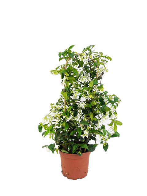 Trachelospermum jasminoides