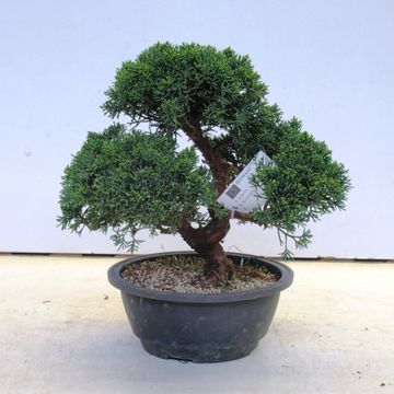 Juniperus chinensis
