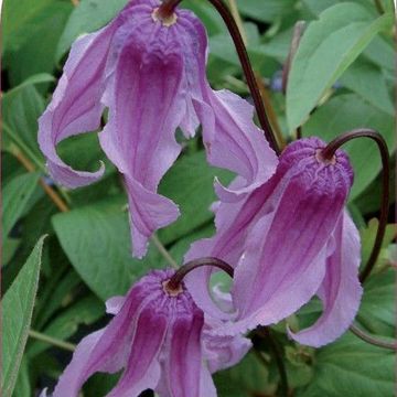 Clematis integrifolia 'Rosea'
