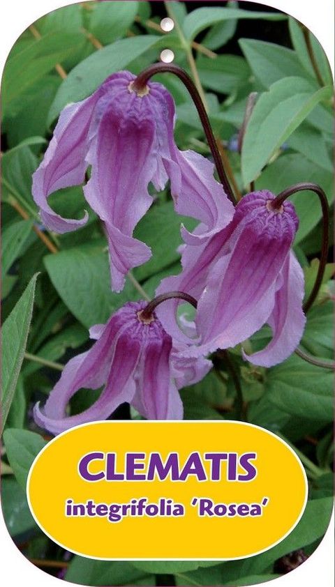 Clematis integrifolia 'Rosea'