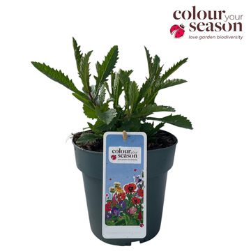Verbena bonariensis 'Lollipop'