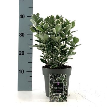 Euonymus japonicus 'Kathy'