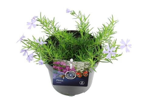 Phlox 'Emerald Cushion Blue'