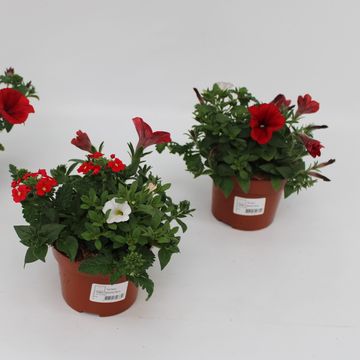 Perkplanten MIX IN POT