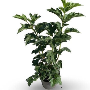 Viburnum opulus 'Compactum'