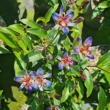 Tricyrtis hirta 'Taiwan Adbane'