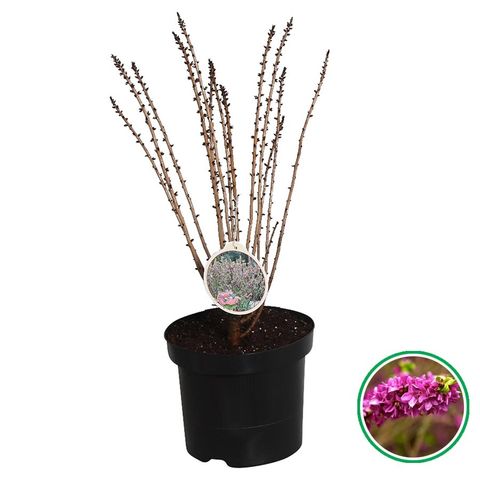 Daphne mezereum 'Rubra'