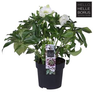 Helleborus orientalis 'Hello White'