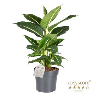 Dieffenbachia 'Green Magic'