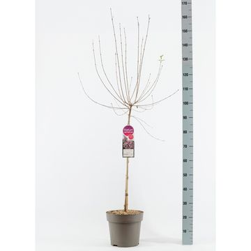 Syringa microphylla 'Superba'