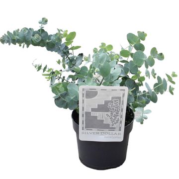 Eucalyptus cinerea 'Silver Dollar'