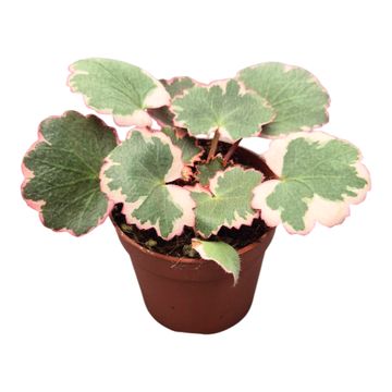 Saxifraga stolonifera 'Tricolor'