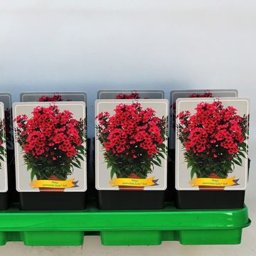 Phlox 'Early Red'