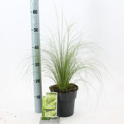 Stipa tenuissima 'Ponytails'