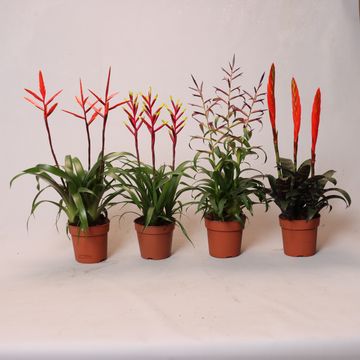 Plantes d'interieur PET MIX — Grossiste en Plantes FlorAccess