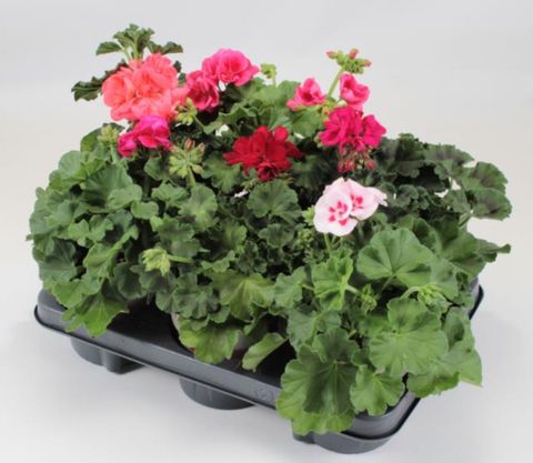 Pelargonium CALLIOPE MIX
