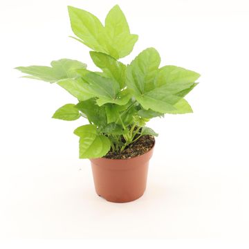 Fatsia japonica