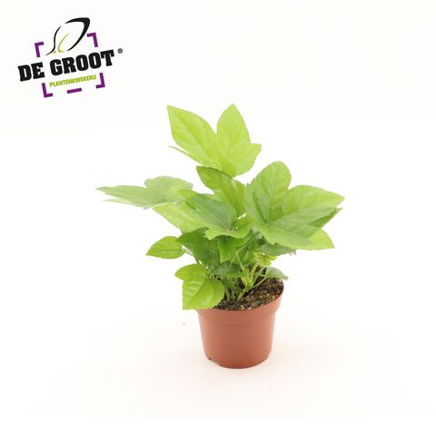 Fatsia japonica