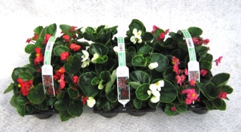 Begonia SEMPERFLORENS MIX