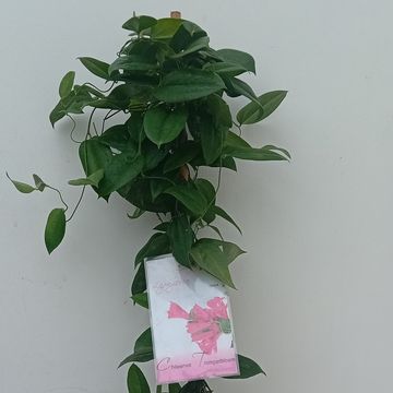 Lapageria rosea