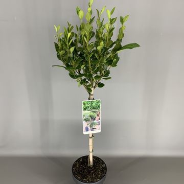 Griselinia littoralis GREEN HORIZON