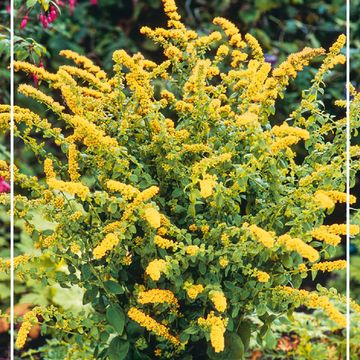 Solidago MIX