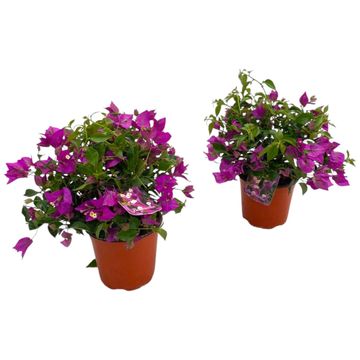 Bougainvillea glabra 'Sanderiana'