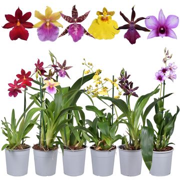 Orchid MIX