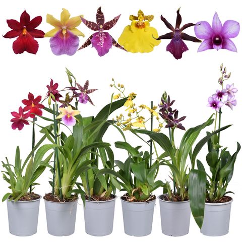 Orchid MIX