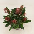 Skimmia japonica 'Rubella'