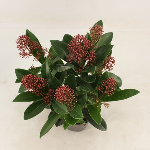 Skimmia japonica 'Rubella'