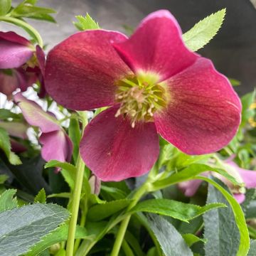 Helleborus orientalis MIX
